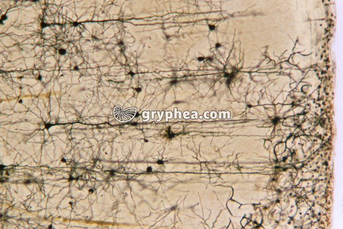 Neurones Cortex cérébral de Rat x25 - gryphea.org